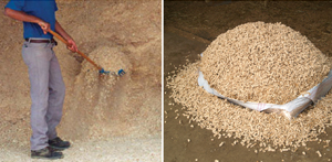 Cheap Horse Shavings