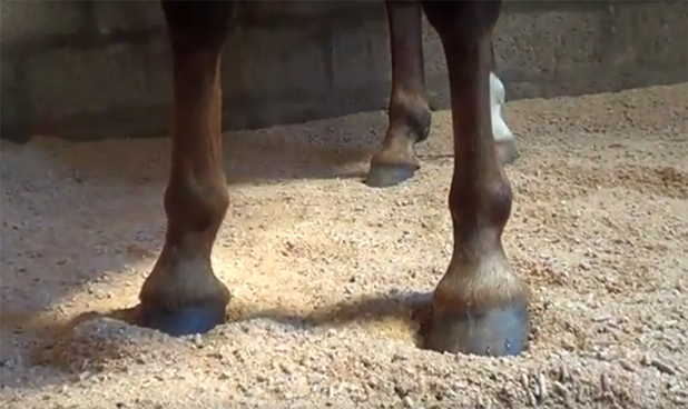 sorbeo horse bedding