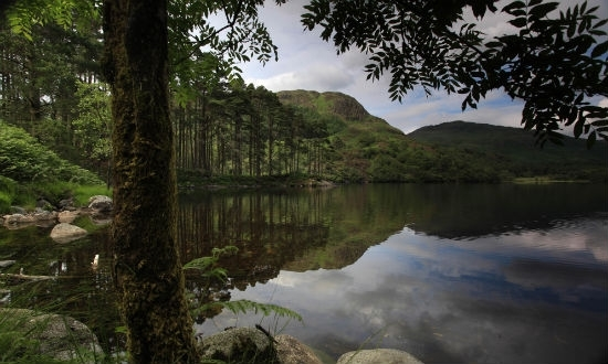 pellets for horses sorbeo